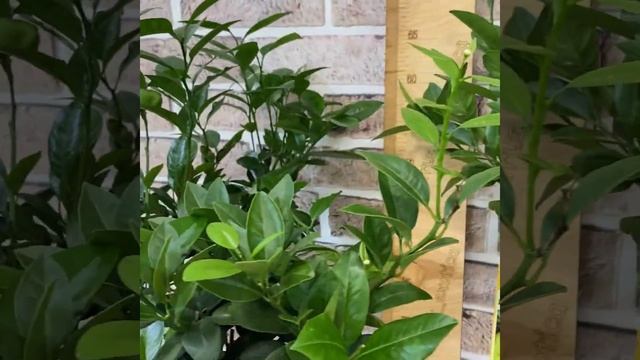 Пурша/ Citrus Limetta Pursha