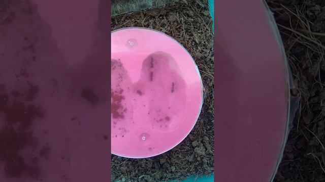 Rhytidoponera metallica. Зелёноголовый муравей.Муравей Металлика.2 августа 2022 г. смотреть онлайн