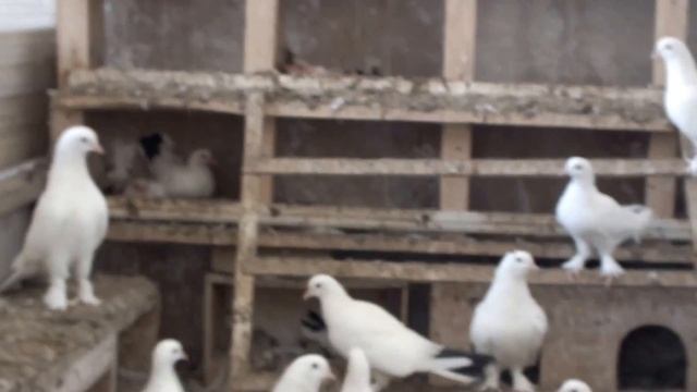 Голуби друзей Александра Гюльбякова из Баку_2 смотреть онлайн