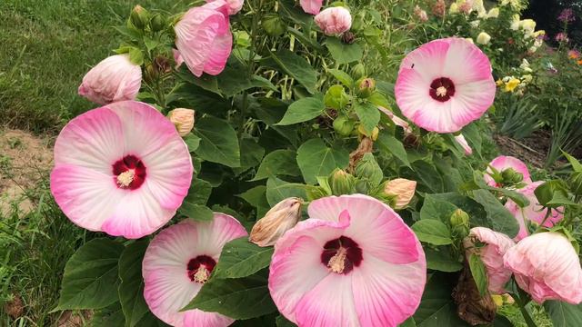 Starry starry night hibiscus in 2021 смотреть онлайн