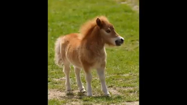 petit poney officiel clip смотреть онлайн