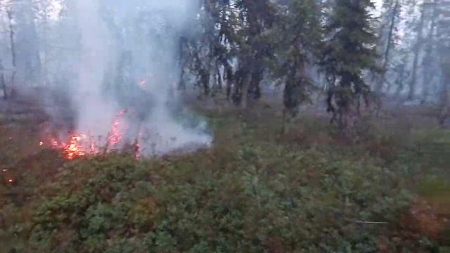 ВОТ ТАК ГОРИТ ЛЕС НА СЕВЕРЕ! смотреть онлайн