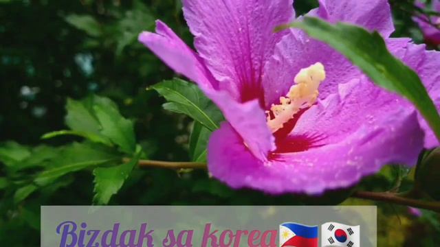 Korean National Flower 무궁화 | MUGUNGHWA |ROSE OF SHARON | HIBISCUS SYRIACUS смотреть онлайн