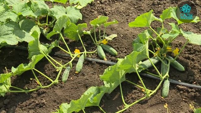 Огурец для засолки и салатов — Сокол смотреть онлайн