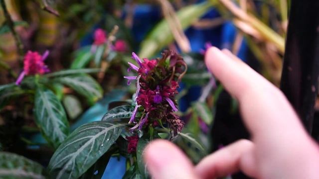 Best Flowering Houseplant? Brazilian Fireworks Plant || Justicia Scheidweileri ||  Porphyrocoma