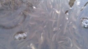 Замор рыбы.Озеро.