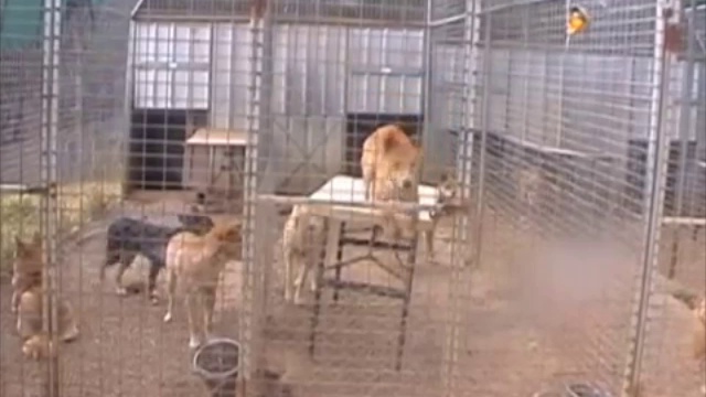 Умная собака динго смотреть онлайн