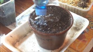 ? Чекалкин орех. Выращивание из семян Часть 2 | Посадка. | Этиолированные всходы