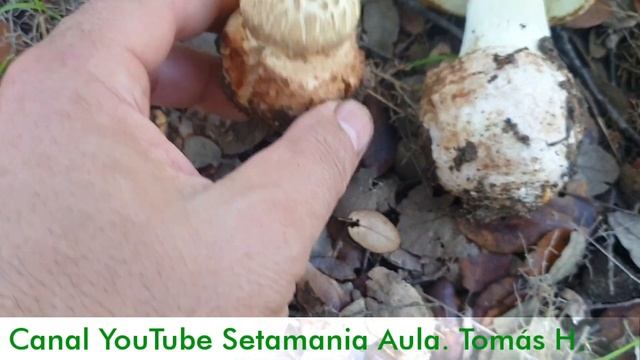 "Amanita citrina: Identificación, Temporada y Mitos | Setas de Otoño | Setamania Aula" смотреть онлайн