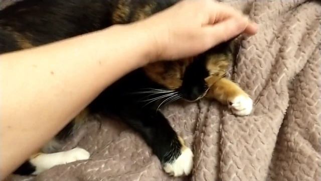 Диванные коты. Режим : сон ? смотреть онлайн