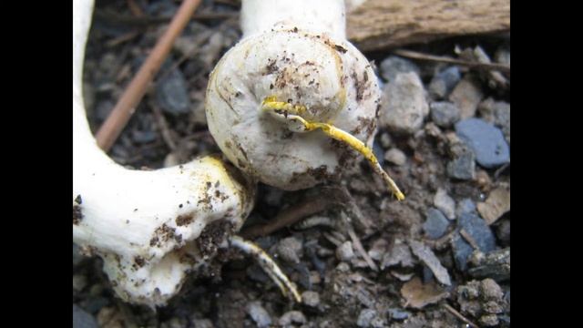 Agaricus placomyces смотреть онлайн