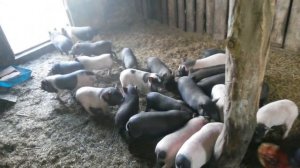 ?ЧТО ЕДЯТ ВЬЕТНАМСКИЕ СВИНЬИ. ЧЕМ КОРМИТЬ СВИНЕЙ? #ЛПХ #ВИСЛОБРЮХИЕ