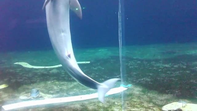 У дельфинов тоже бывают свои резиновые женщины смотреть онлайн