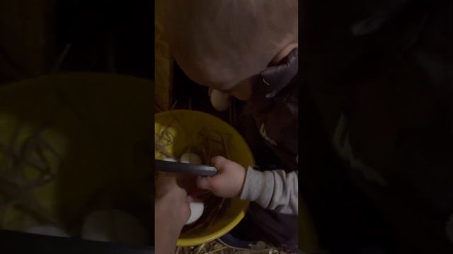 Даниил собирает яйца 😃 ни одно яйцо не пострадало 😂 #ферма #курица #яйца #курятник #деревня #дети смотреть онлайн