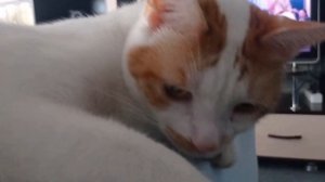 Кот и весёлая песенка под гитару "Я совсем уже большая"