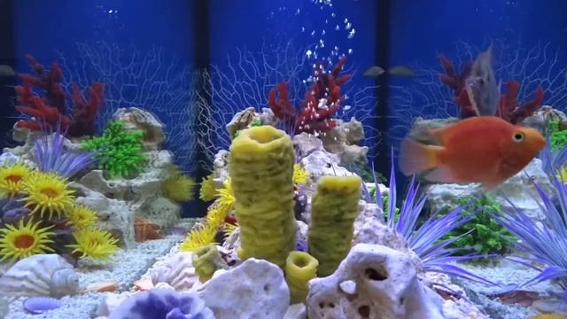 Аквариум в стиле «Псевдоморе» смотреть онлайн