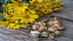 Как вырастить топинамбур на даче?