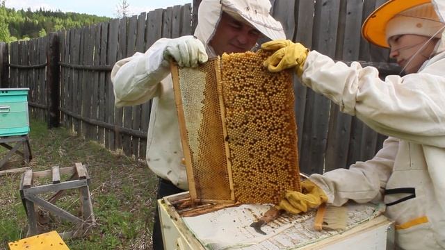 Как получить гомогенат трутневых личинок! Часть 1 смотреть онлайн