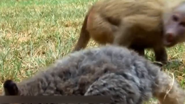 САМЫЕ НЕВЕРОЯТНЫЕ ИСТОРИИ ДРУЖБЫ ЖИВОТНЫХ смотреть онлайн