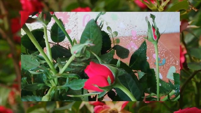 как уберечь покупную розу от гибели. роза Кордана. смотреть онлайн