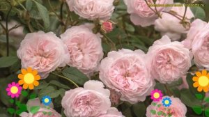 Роза кустовая Зе Олбрайтон Рамблер. Краткий обзор, описание характеристик The Albrighton Rambler