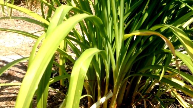 ? Цветы Лилейники в саду / Красивые и после цветения ☀️ смотреть онлайн