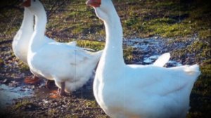 Гуси породы Линда особенности содержания и разведения