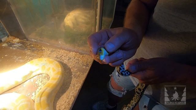 Манипуляции с ядовитыми змеями смотреть онлайн