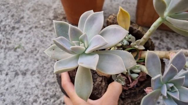 Everybody Should Have Graptopetalum Paraguayense! #graptopetalum #paraguayense #succulents