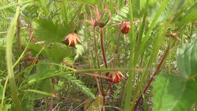 Вторая половина июня 2019 года Часть 2