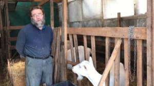 Когда, в каком возрасте покрывать козу первый раз?!