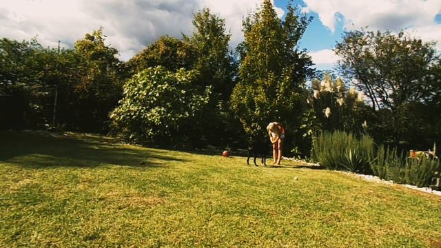 Doberman Rubi, Doberman puppy 5 month's ,training commands, Dog commands смотреть онлайн