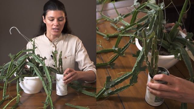 Cissus Quadrangularis Houseplant Care — 193 Of 365