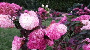 ГОРТЕНЗИИ ГОТОВЯТСЯ К ЦВЕТЕНИЮ. ВАЖНЫЕ ШАГИ.