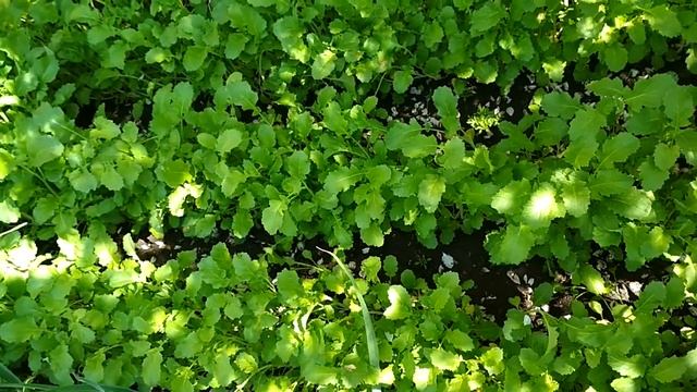 Как обычная горчица поможет получить хороший урожай помидор. #сидераты #горчицадлятоматов смотреть онлайн