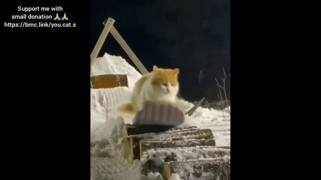 ? Funniest Cats and Dogs Videos ?? || ?? Hilarious Animal Compilation №182 смотреть онлайн
