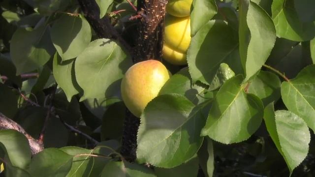 @Крупный абрикос, вкусный абрикос. Сорт НЖА 19 смотреть онлайн