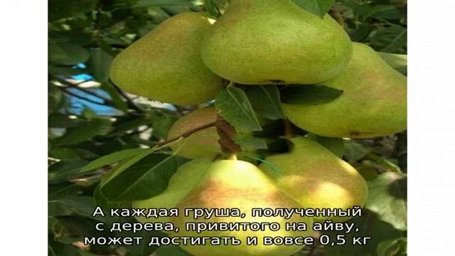 Самая крупноплодная раннезимняя груша Дельбарью — описание сорта и особенности смотреть онлайн