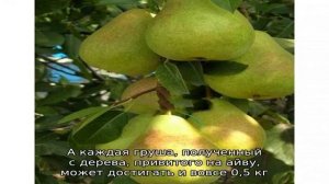 Самая крупноплодная раннезимняя груша Дельбарью — описание сорта и особенности