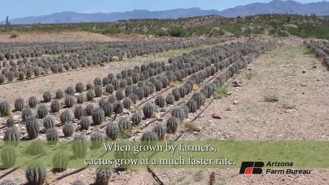 King Cactus: The Saguaro смотреть онлайн