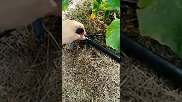 Капельный полив жук.