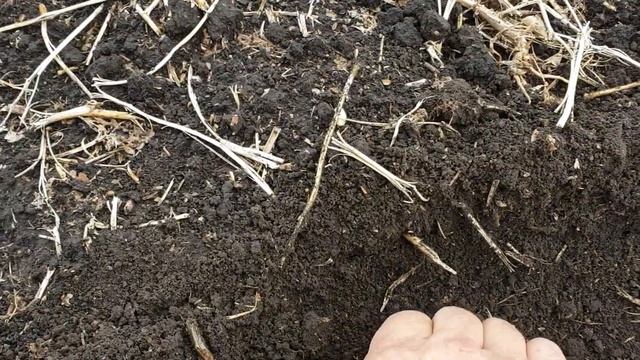 Всходы озимой 2020. Где они??? смотреть онлайн