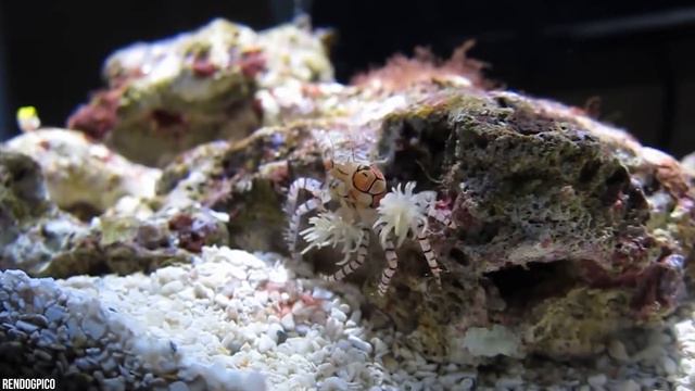 15 Weirdest Things Animals Do #2 смотреть онлайн