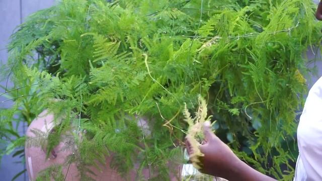 ASPARAGUS PLUMOSUS SETACEUS CARE GUIDE смотреть онлайн