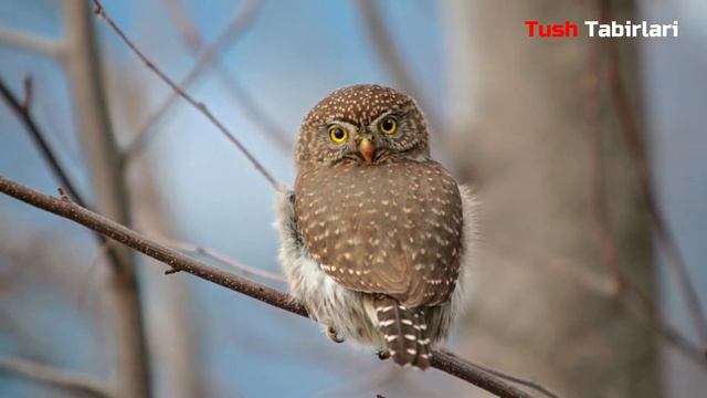 Туш табири - Тушда бойугли куриш смотреть онлайн