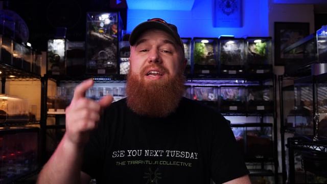 TOP 10 Heaviest Webbing Tarantulas! BIG Spiders, BIGGER Webs! смотреть онлайн