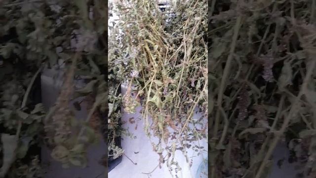 мята на участке. зимой вкусный и ароматный чай нам обеспечен))#чай_из_мяты#чай_на_зиму#дача# смотреть онлайн