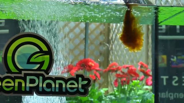 Liquid W-8 - A Green Planet Product Overview.mov смотреть онлайн