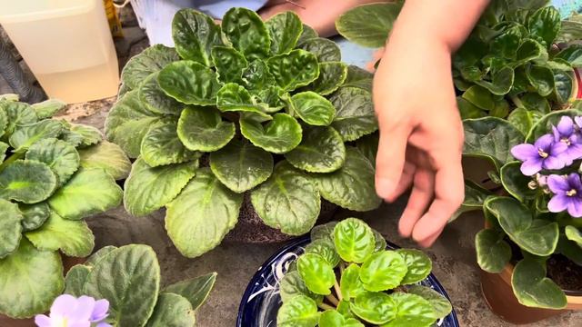 Truco para Rápida Floración en VIOLETAS AFRICANAS 👌🌷 смотреть онлайн