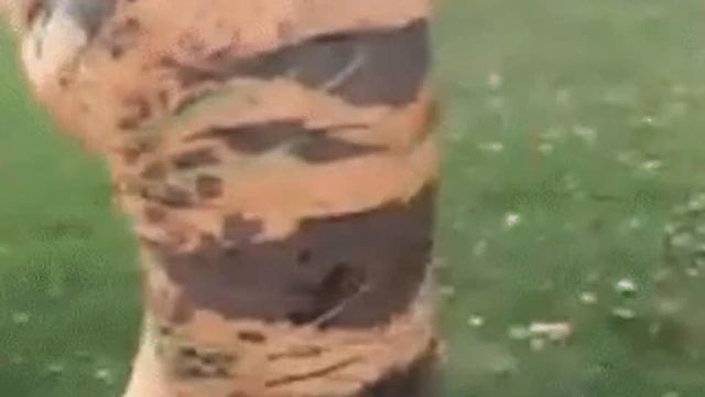 Fiesteros 2000 - Disco Samba Remix смотреть онлайн